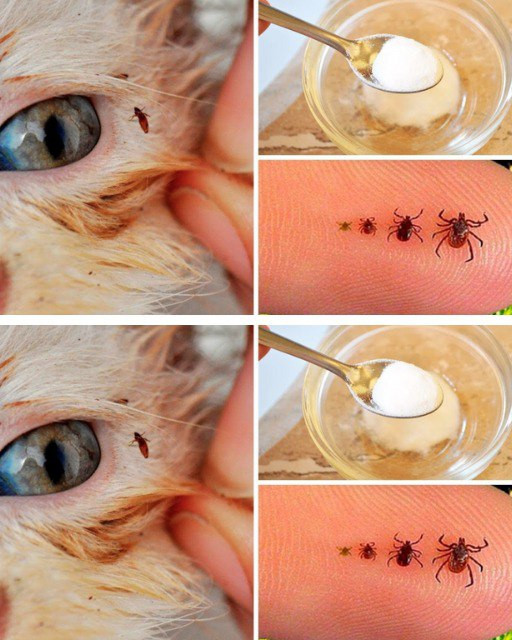 How to Remove Fleas from Your Cat or Dog Using Simple & Natural Methods