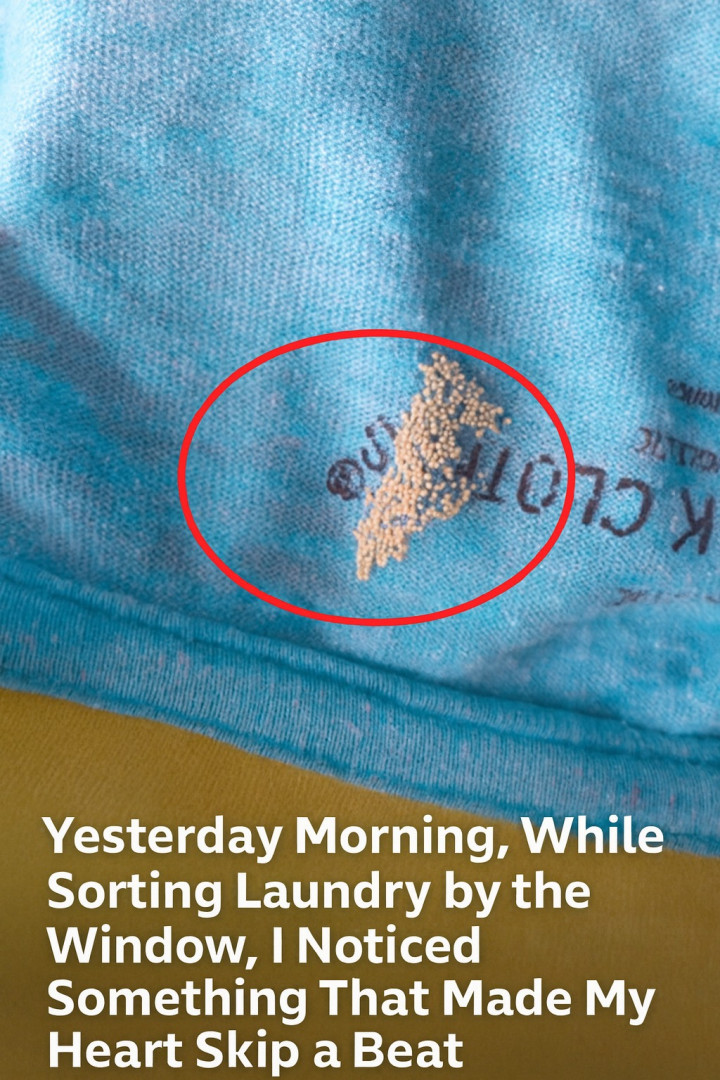 Yesterday Morning, While Sorting Laundry by the Window, I Noticed Something That Made My Heart Skip a Beat
