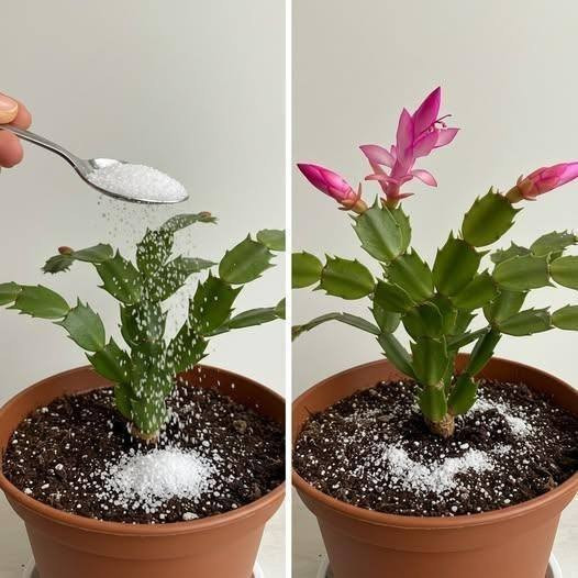 Autumn Revival: Secret Recipe to Rejuvenate Your Indoor Blooms