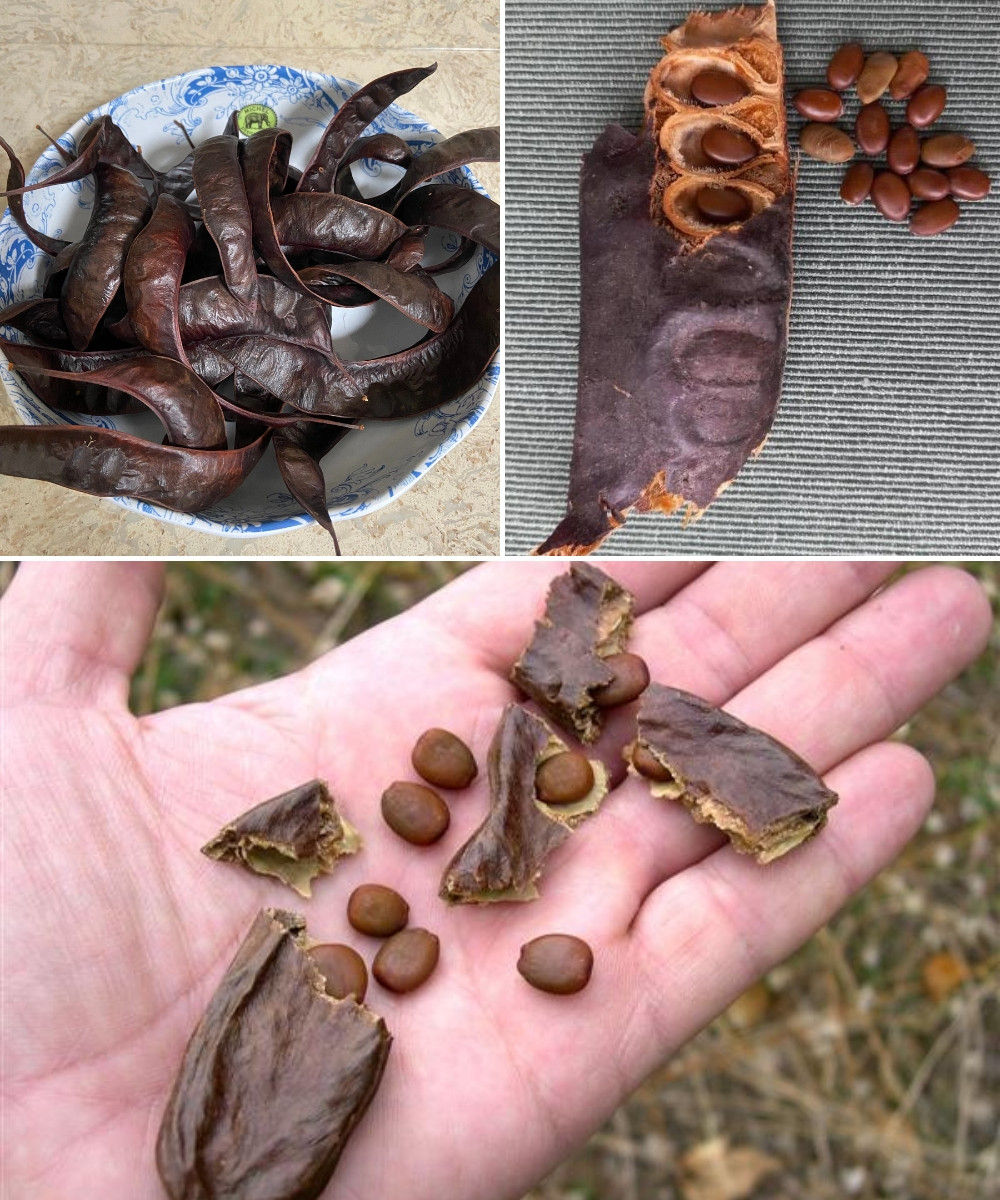 The Hidden Power of the Honey Locust Tree (Gleditsia triacanthos): Health, Healing, and Everyday Uses