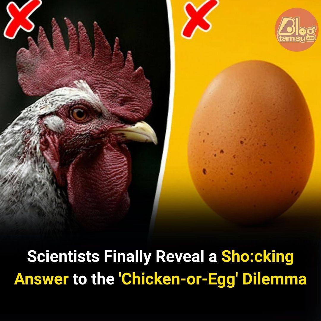 Scientists Finally Reveal a Sho:cking Answer to the ’Chicken-or-Egg’ Dilemma