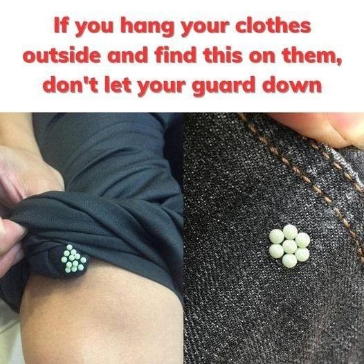 Unveiling the Mystery: The Small, Round Pellets on Your Trees