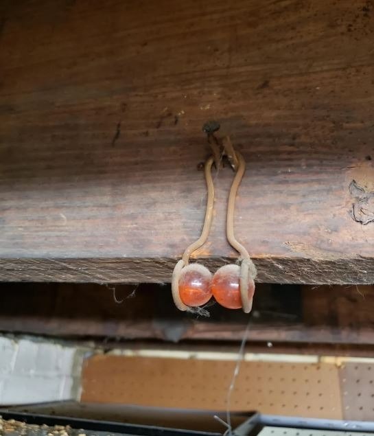 I found this hanging from the basement rafters of my 100 year old house. It appears to be two marbles or something similar in a hanger of some sort. Any one have a clue what this could be?” Flrst c.o.m.m.e.n.t.