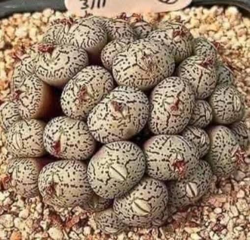 Mysterious Eggs Under the Bed: A Family’s Nightmare