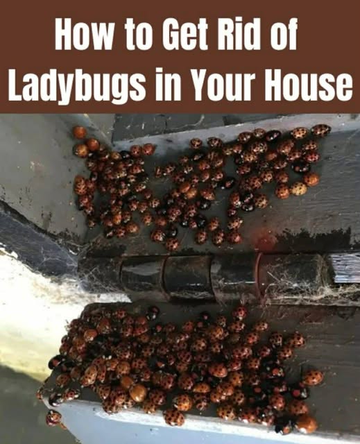 How Certain Scents May Help Keep Ladybugs Away From Your Home