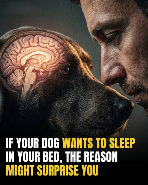 Why Your Pet “Steals” Your Spot …And What It Really Means REASON WHY IS IN THE COMMENTS BELOW ⬇️