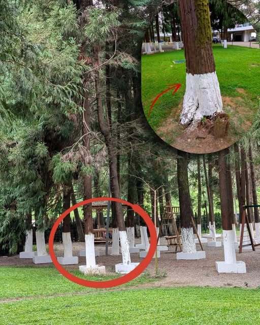 Why Do Some Trees Have White-Painted Trunks? A Complete and Practical Guide to This Surprising Practice
