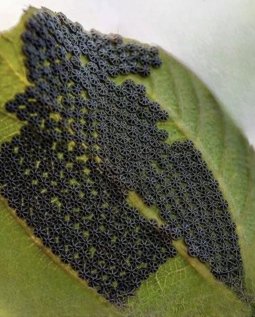 Don’t Touch These If You See Them on Your Plants: A Gardener’s Surprising Discovery That Changed Everything